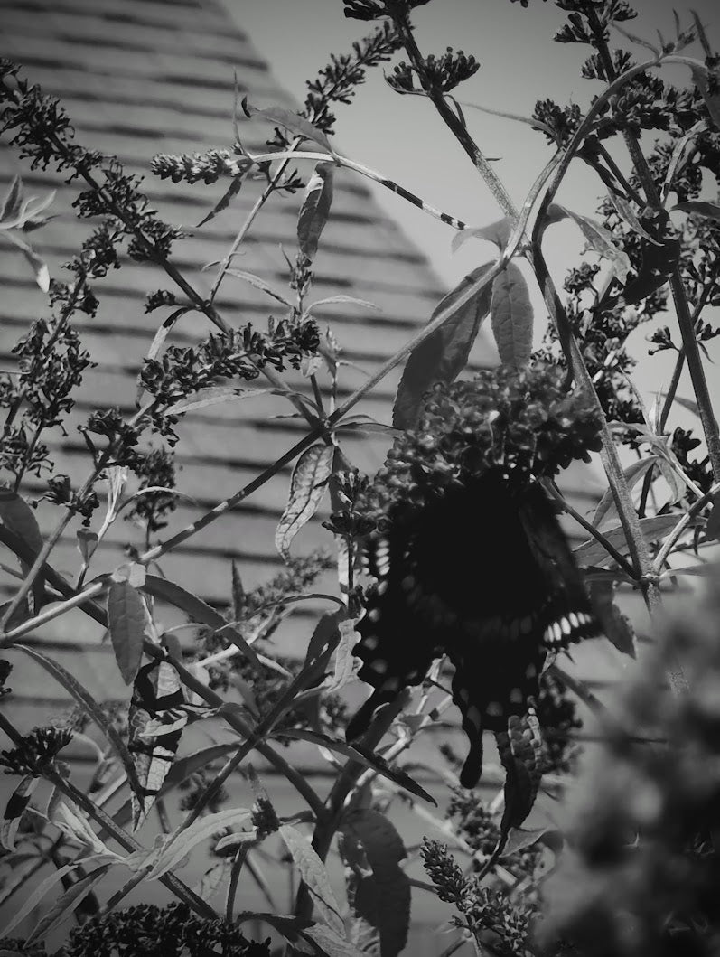 A black-and-white photo of a butterfly in a bush